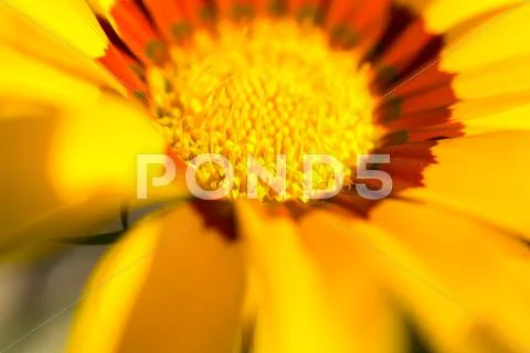 Yellow spring flowers macro close up Stock Photos