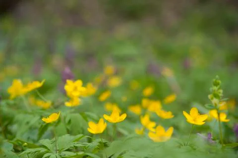 Yellow spring flowers macro close up Stock Photos