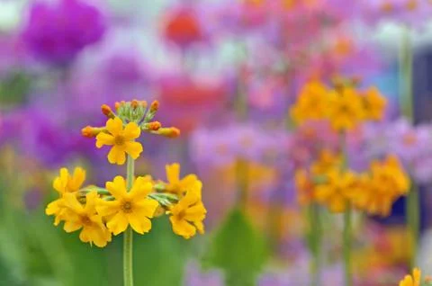 Yellow spring flowers macro Stock Photos
