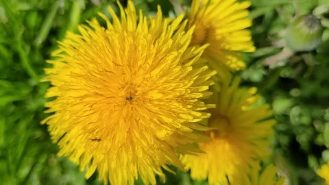 Yellow spring flowers in a meadow close up Video stock 275337740
