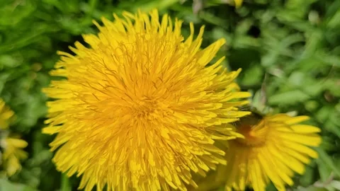 Yellow spring flowers in a meadow close up Stock Footage 275337743