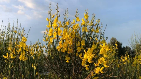 Yellow spring flowers moving through the air Stock Footage 128984809