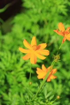 Yellow spring flowers. Stock Photos