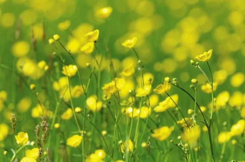 Yellow spring flowers Stock Photos