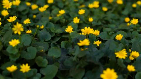Yellow spring flowers Stock Photos