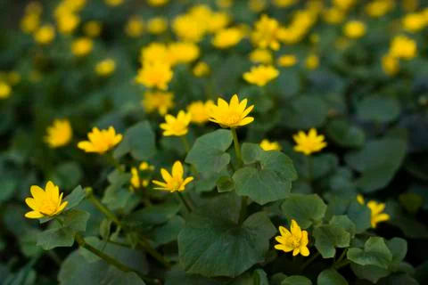 Yellow spring flowers Stock Photos