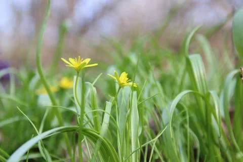 Yellow spring flowers Stock Photos
