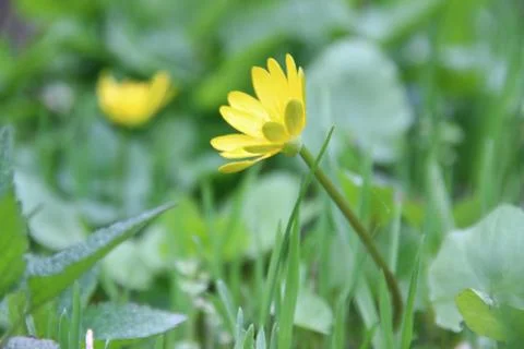 Yellow spring flowers Stock Photos