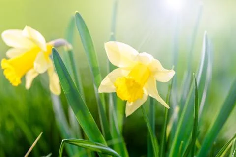 Yellow spring flowers Stock-Fotos