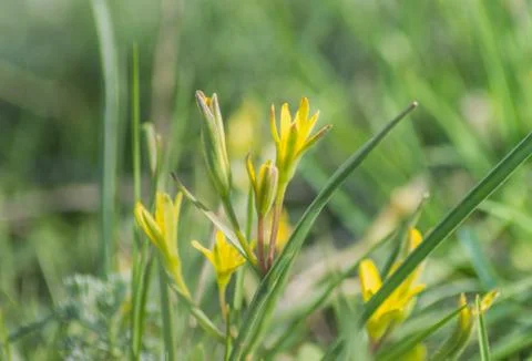 Yellow spring flowers Stock Photos