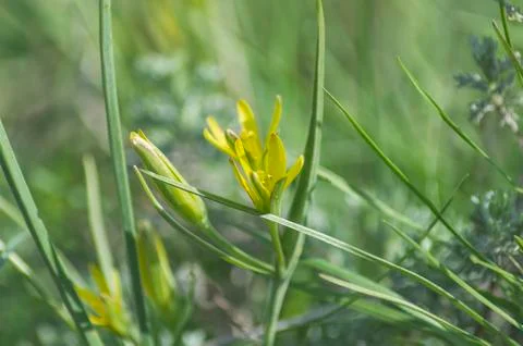 Yellow spring flowers Stock Photos