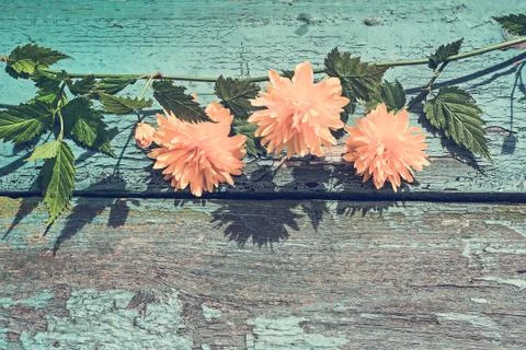 Yellow Spring flowers on the rustic, wodden background Stock Photos