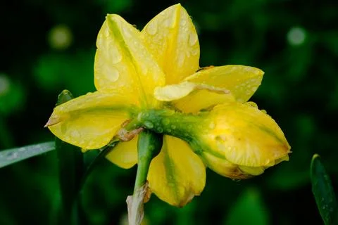 Yellow spring flowers in springtime covered with rain drops Stock-Fotos