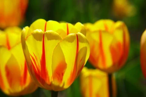 Yellow spring flowers in sunlight Stock Photos