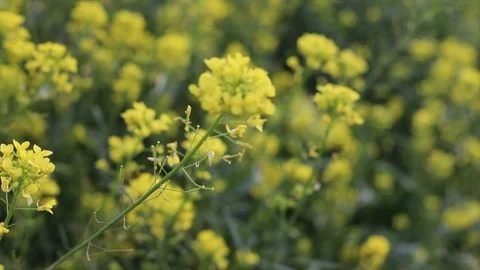 Yellow spring flowers swayed by the wind Stock Footage 128984992