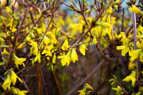 Yellow spring flowers on the trees Stock Photos