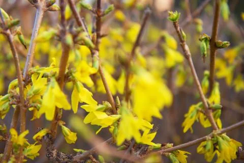 Yellow spring flowers on the trees Stock Photos