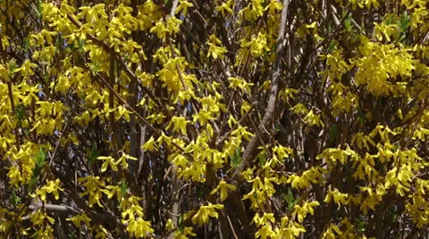 Yellow spring Stock Footage 22770338