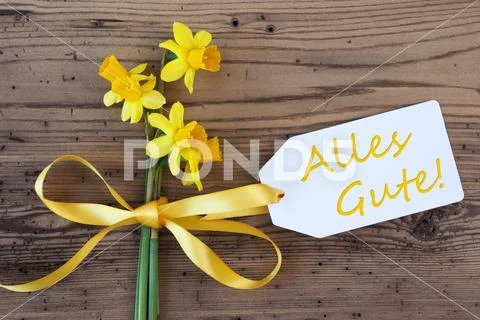 Yellow Spring Narcissus, Label, Alles Gute Means Best Wishes Stock Photos
