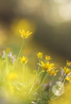 Yellow spring Stock-Fotos