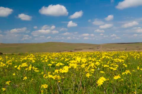 Yellow spring Stock Photos