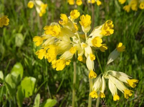 Yellow spring primrose tall in young green grass. Spring sunny flowers that.. 스톡 사진