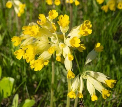 Yellow spring primrose in young green grass. Spring sunny flowers that look.. 写真素材