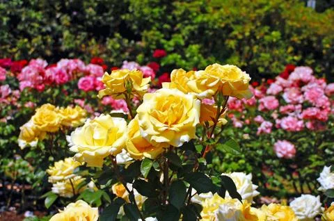 Yellow spring roses Foto stock