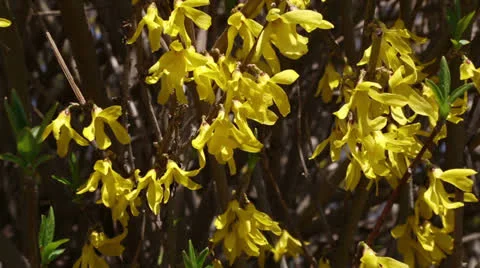 Yellow spring shrub Stock Footage 22770197