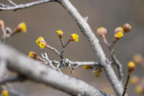 Yellow Spring Tree Buds Foto stock
