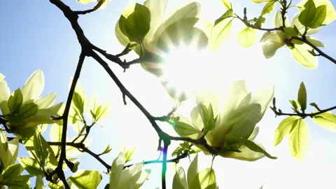 Yellow, spring tree flower in sun. Video stock 170779945