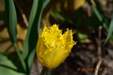 Yellow spring tulip Stock Photos