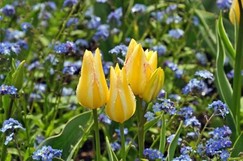 Yellow spring tulips Stock Photos