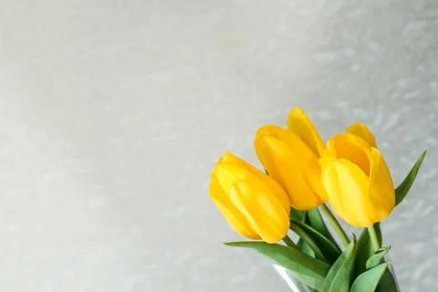 Yellow spring tulips Stock Photos