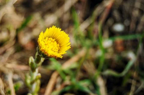 Yellow spring wildflower Stock Photos