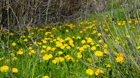 Yellow Spring Wildflowers Stock Footage 50558629