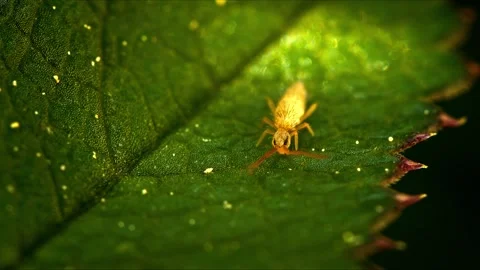 Yellow springtail insect moving on green leaf Stock Footage 340642834