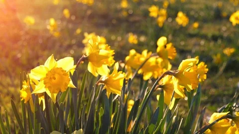 Yellow Springtime Daffodil Flowers Meadow Field, Bright Garden Season Bright Sun Stock-Footage 89364691