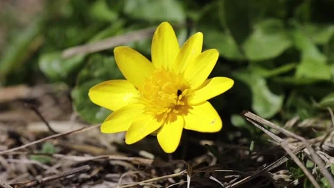 Yellow springtime forest flower British forest wild flowers: Lesser celandine Stock Footage 152223017