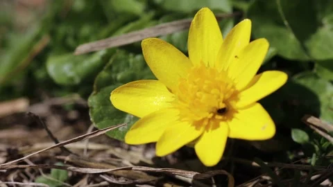 Yellow springtime forest flower British forest wild flowers: Lesser celandine Stock Footage 152223582
