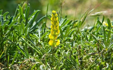 Yellow sprout Stock Photos