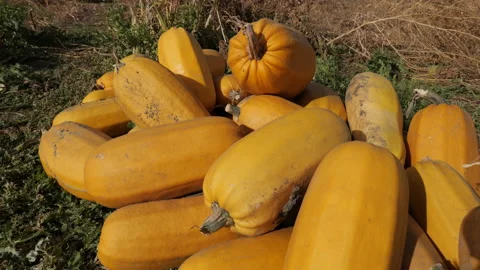 Yellow squash Stock Footage 162617155