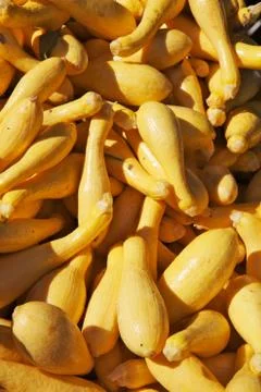 Yellow squash pile Stock Photos
