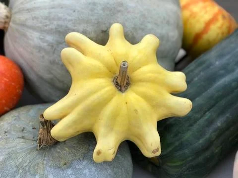 Yellow squash, top view Stock Photos