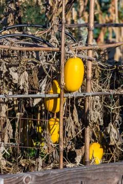 Yellow squash on a vine Stock Photos