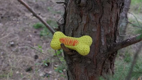 Yellow Squeaky Bone Shaped Dog Toy Wedged Into Bark of Pine Tree Trunk Stock Footage 341985809