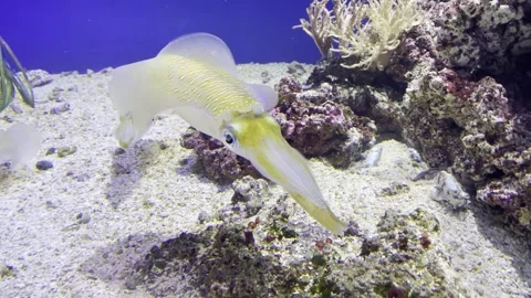 Yellow Squid Video stock 272487753