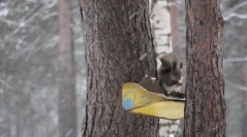 The yellow squirrel feeders 库存影片 57291387