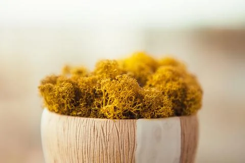 Yellow stabilized moss for ecological interior. Generic concept image of deco Stock Photos