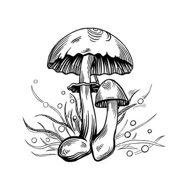 Yellow staining mushroom Stock Illustration